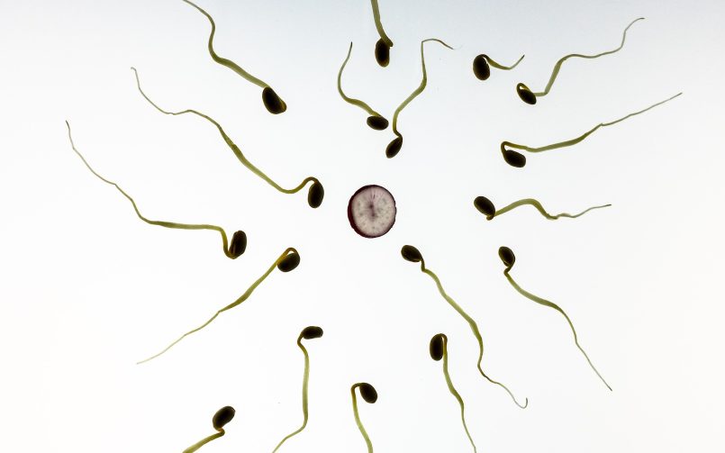 sperm-956480_1920